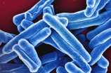 结核菌素：预防和治疗结核病的重要药物